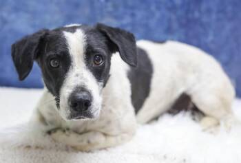 Rescue Basset Hound and Dachshund Dogs for Adoption in Casa Grande, Arizona - Clyde | PetCurious