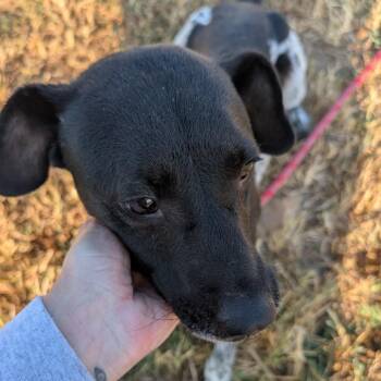 Rio -  Feist and Australian Cattle Dog Blue Heeler Dog for Adoption in Nowata, Oklahoma - Rio | PetCurious