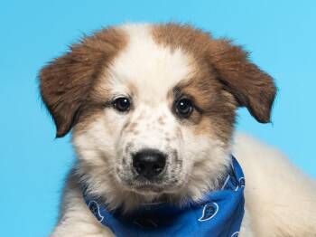 Great Pyrenees and Husky Dogs Available for Adoption in Cookeville, Tennessee - Draco | PetCurious