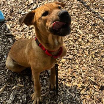 Carlos -  Shar Pei Dog for Adoption in Briarcliff Manor, New York - Carlos | PetCurious