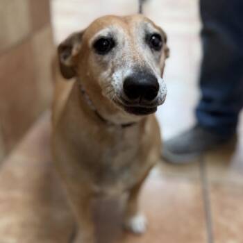 Trudy -  Mixed Breed Dog for Adoption in Midland, Texas - Trudy | PetCurious