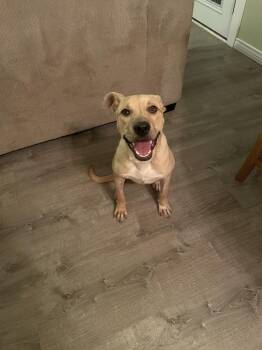 Flo #A-143393 -  Black Mouth Cur Dog for Adoption in Silsbee, Texas - Flo #A-143393 | PetCurious