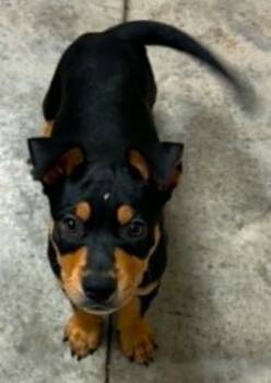 Peter -  Terrier and Mixed Breed Dog for Adoption in Lampasas, Texas - Peter | PetCurious