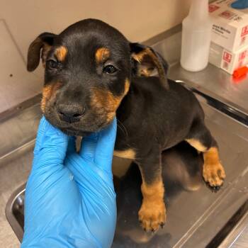 Rescue Shepherd Dogs for Adoption in San Antonio, Texas - Mobb | PetCurious