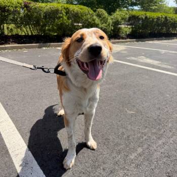 Spaniel and Retriever Dogs Available for Adoption in Griswold, Connecticut - Max | PetCurious