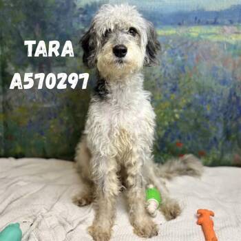 TARA -  Poodle and Mixed Breed Dog for Adoption - TARA | PetCurious