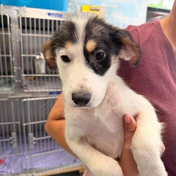 Bailey -  Mixed Breed Dog for Adoption in Fredericksburg, Virginia - Bailey | PetCurious