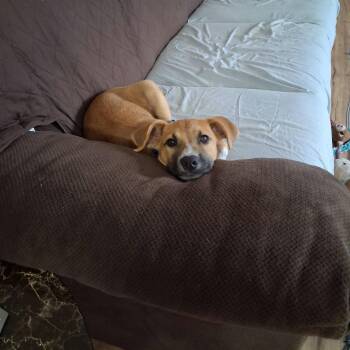 Kylie -  Mixed Breed Dog for Adoption in Sioux Falls, South Dakota - Kylie | PetCurious