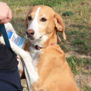 Maude -  Hound and Mixed Breed Dog for Adoption in Richmond, Virginia - Maude | PetCurious