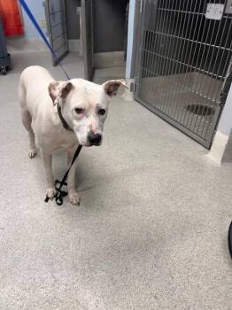 Labrador Retriever and Mixed Breed Dogs Available for Adoption in Tallahassee, Florida - D.O.G. | PetCurious