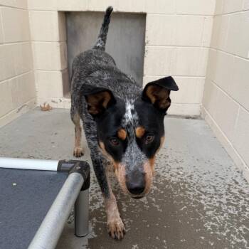 Australian Cattle Dog Blue Heeler Dogs Available for Adoption in Reno, Nevada - Maxine | PetCurious