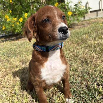 Richie -  Brittany Spaniel Dog for Adoption in Harlingen, Texas - Richie | PetCurious