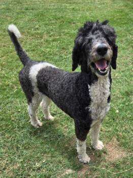 Amanda -  Standard Poodle Dog for Adoption in San Antonio, Texas - Amanda | PetCurious