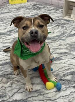 Mixed Breed Dogs Available for Adoption - Derpy Tot | PetCurious