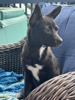 Chilala -  Chihuahua and Terrier Dog for Adoption in Brooklyn Center, Minnesota - Chilala | PetCurious