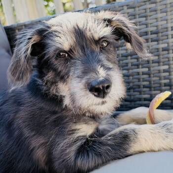Jimmy awwwwwww -  Schnauzer Dog for Adoption in Mettawa, Illinois - Jimmy Awwwwwww | PetCurious