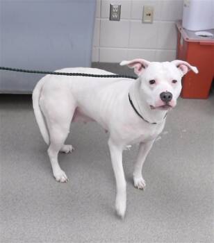 Rescue Labrador Retriever and Mixed Breed Dogs for Adoption in Omaha, Nebraska - NOVA | PetCurious