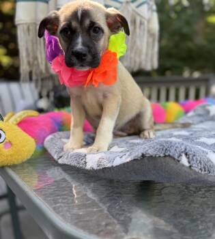 Duchess -  Husky and Terrier Dog for Adoption - Duchess | PetCurious