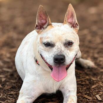 Madeline -  Cattle Dog and French Bulldog Dog for Adoption in Boerne, Texas - Madeline | PetCurious