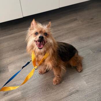Teddy -  Yorkshire Terrier and Wirehaired Terrier Dog for Adoption in Tampa, Florida - Teddy | PetCurious