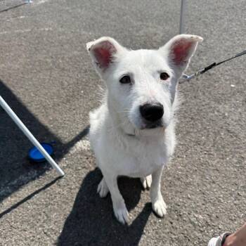 Greenwich -  Mixed Breed Dog for Adoption in New York, New York - Greenwich | PetCurious