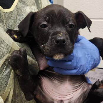 Pit Bull Terrier Dogs Available for Adoption - Gouda | PetCurious