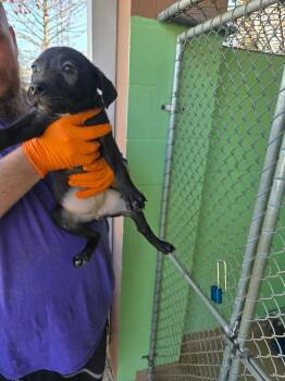 Black Mouth Cur and Labrador Retriever Dogs Available for Adoption - Kettle | PetCurious