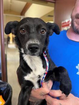 A1915799 -  Chihuahua and Mixed Breed Dog Available for Adoption in Blythe, California - A1915799 | PetCurious