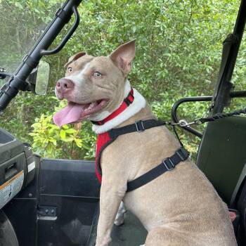 Toby -  American Bulldog Dog for Adoption in Coral Gables, Florida - Toby | PetCurious