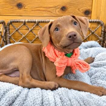 Susie Lue Gingersnap -  Pit Bull Terrier and Catahoula Leopard Dog Dog for Adoption in Friendswood, Texas - Susie Lue Gingersnap | PetCurious