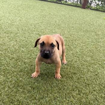 Mixed Breed Dogs Available for Adoption in Loxahatchee Groves, Florida - Chrissy 4621 | PetCurious