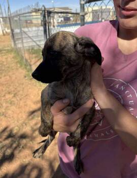 Rescue Terrier and Chihuahua Dogs for Adoption in Uxbridge, Massachusetts - Diego | PetCurious