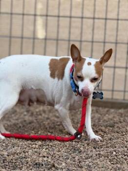 Chihuahua and Mixed Breed Dogs Available for Adoption in Fort Collins, Colorado - Judy | PetCurious