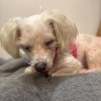 Freesia 14072 -  Maltese Dog Available for Adoption in San Francisco, California - Freesia 14072 | PetCurious
