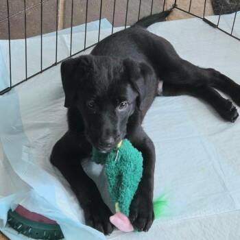 Labrador Retriever and Mixed Breed Dogs Available for Adoption in Brownsboro, Alabama - Megumi | PetCurious