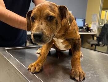Catahoula Leopard Dog and Labrador Retriever Dogs Available for Adoption in Tustin, California - KIMI | PetCurious