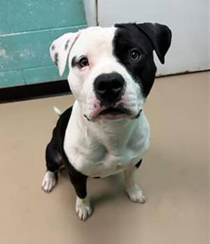Moo Moo -  Mixed Breed Dog for Adoption in Nashville, Tennessee - Moo Moo | PetCurious