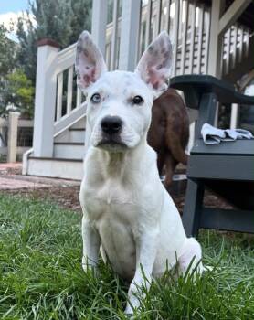 Coop -  Terrier and Shepherd Dog for Adoption in Boulder, Colorado - Coop | PetCurious