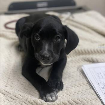 Jeepers Puppers -  Pit Bull Terrier and Mixed Breed Dog for Adoption in Riverside, California - Jeepers Puppers | PetCurious