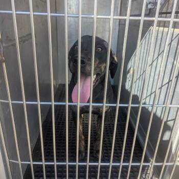 Rescue Terrier Dogs for Adoption in St. Louis, Missouri - Windy | PetCurious