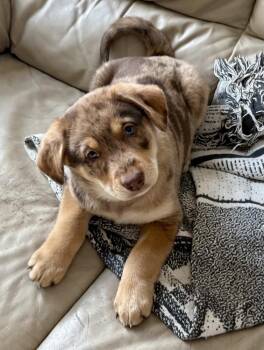 Australian Shepherd Dogs Available for Adoption - Aussie Litter-Chris Hemsworth | PetCurious