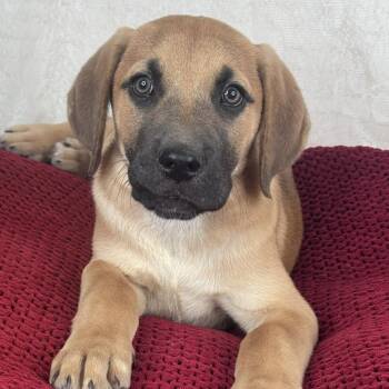 Labrador Retriever and Black Mouth Cur Dogs Available for Adoption in Atlanta, Texas - Montana  | PetCurious