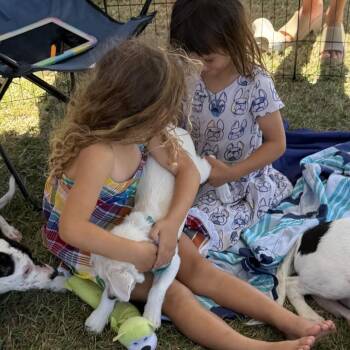 Mixed Breed Dogs Available for Adoption in Frederiksted, St. Croix - Feyre | PetCurious