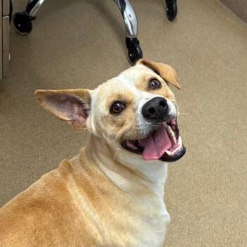 Thomas -  Terrier and Mixed Breed Dog for Adoption in Corpus Christi, Texas - Thomas | PetCurious