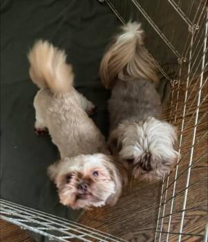 Ambrosia & Cocoa -  Shih Tzu Dog for Adoption in Matthews, North Carolina - Ambrosia & Cocoa | PetCurious