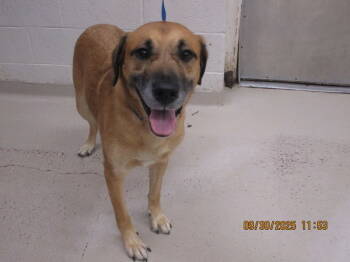 Rescue Shepherd and Labrador Retriever Dogs for Adoption in Marietta, Georgia - Daemon(883) | PetCurious