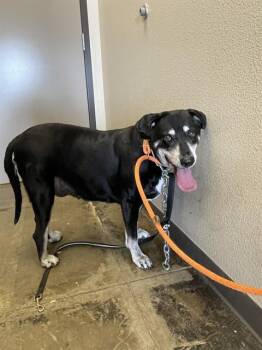 LILLIAN -  German Shepherd Dog and Mixed Breed Dog for Adoption in Ontario, California - LILLIAN | PetCurious