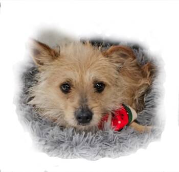 Rescue Cairn Terrier Dogs for Adoption in Manhattan Beach, California - Tata! | PetCurious