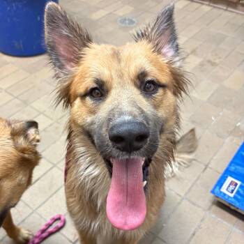 Shepherd Dogs Available for Adoption in Birmingham, Alabama - Jackson | PetCurious