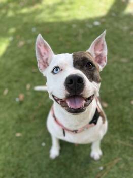 Martini - 1 -  American Staffordshire Terrier and Mixed Breed Dog for Adoption in Daytona Beach, Florida - Martini - 1 | PetCurious